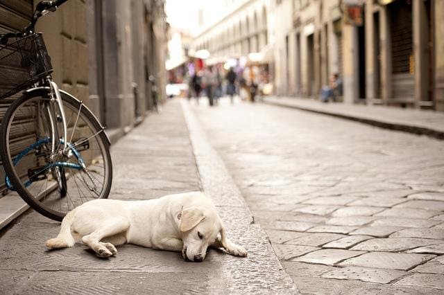 A narrow cobbled street with a bicycle leaning on a wall and a dog lying across the pavement.